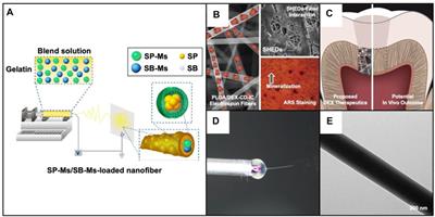 Engineering Electrospun Nanofibers for the Treatment of Oral Diseases